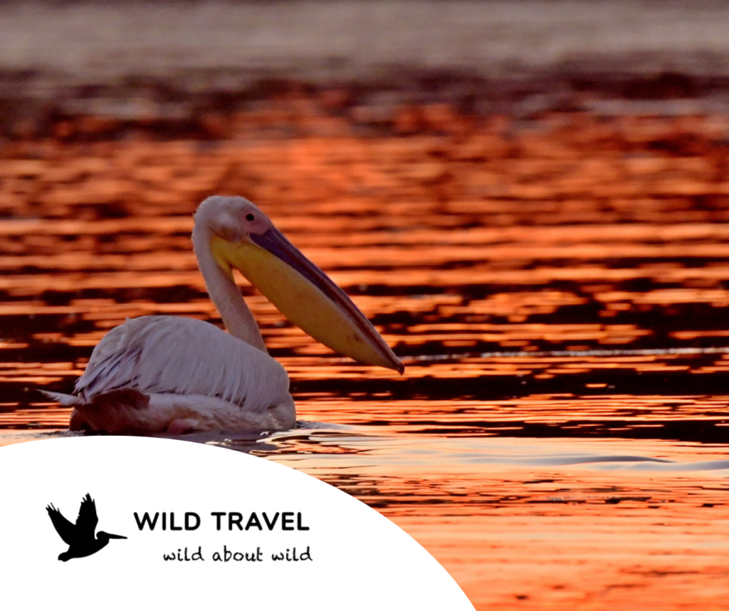 Wild Travel